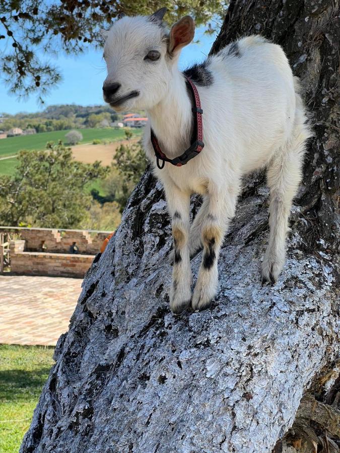 Villa Quadrifoglio Potenza Picena Kültér fotó